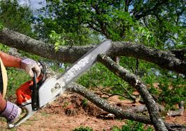 Best Storm Damage Tree Cleanup  in Hughson, CA